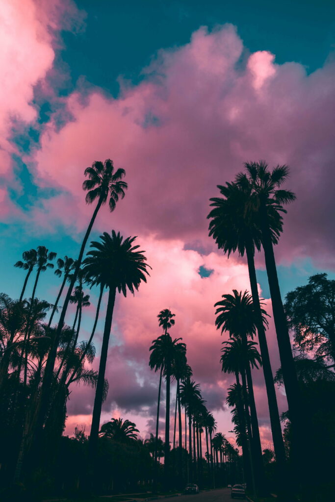Tropical Sunset: HD Wallpaper of Palm Trees & Vibrant Sky