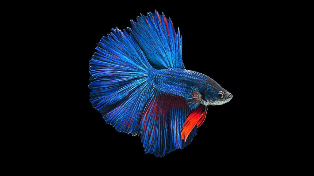 Blue Beauty: A Stunning Side Angle View of the Siamese Betta Fish in HD Wallpaper