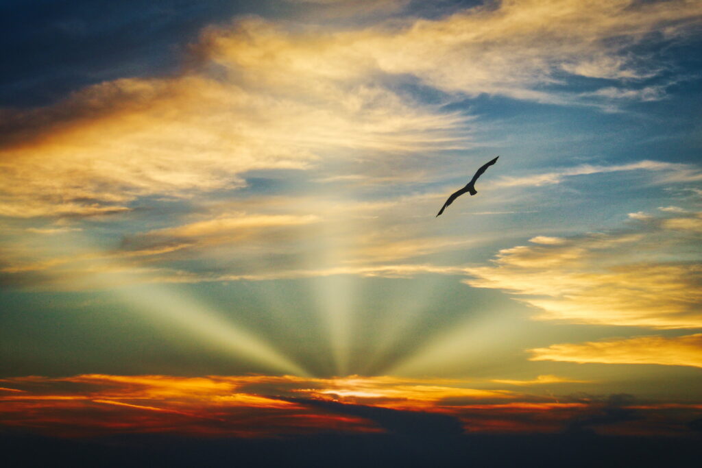 Serene Evening Sky Wallpaper: Soaring Bird & Vibrant Sunset Colors