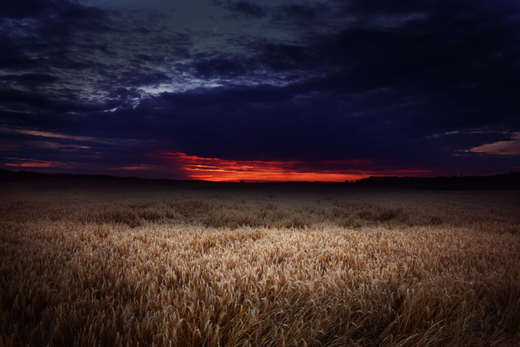 Stunning HD Wallpaper: Serene Wheat Field at Sunset with Dramatic Clouds