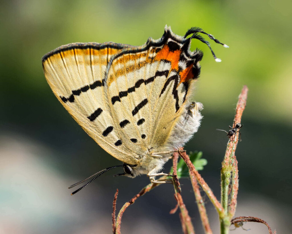 Hairstreak Butterfly Close-Up Wallpaper: Intricate Patterns & Beauty
