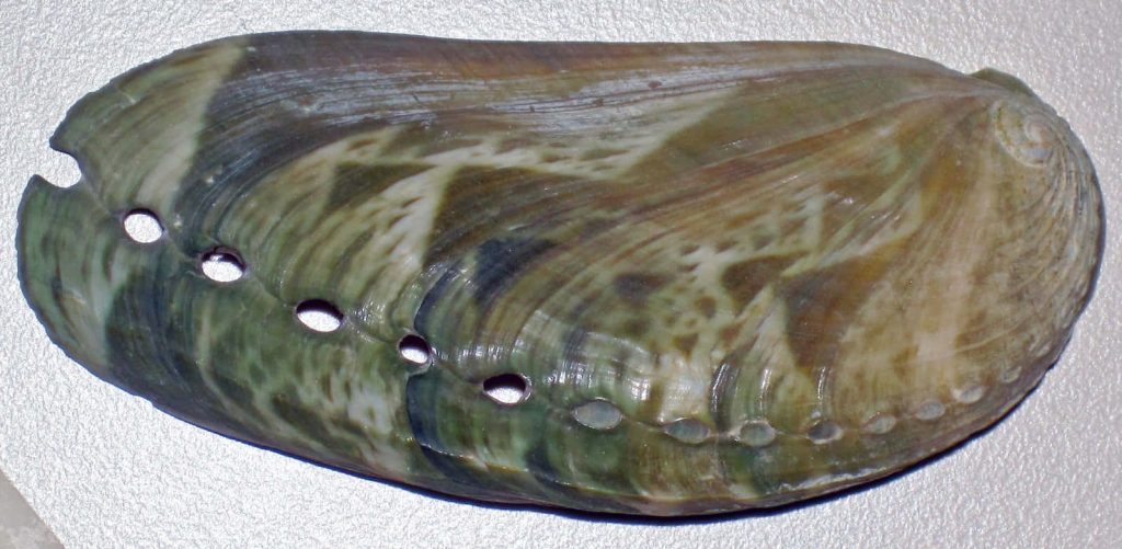Haliotis abalone shell wallpaper with olive green brown patterns and natural breathing holes background
