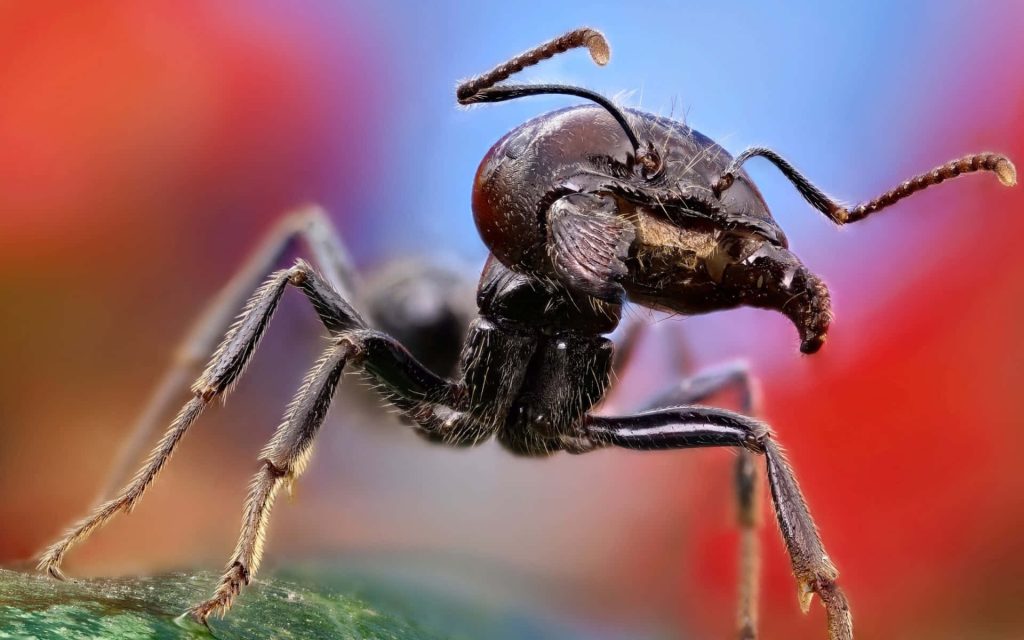 Close-up of harvester ant with sharp mandibles detailed texture vibrant red blue bokeh background Wallpaper