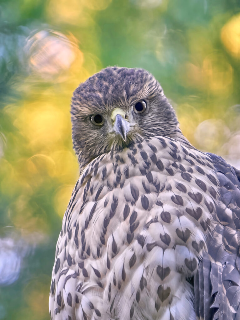 Close-Up Hawk Wallpaper: Majestic Wildlife with Vibrant Background