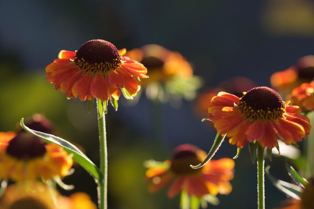 Stunning Macro Helenium Flowers: Vibrant Orange Petals & Soft Background Wallpaper