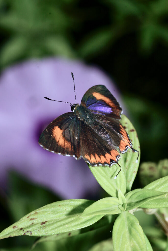 Vibrant Heliophorus Epicles Butterfly Wallpaper on Green Leaves