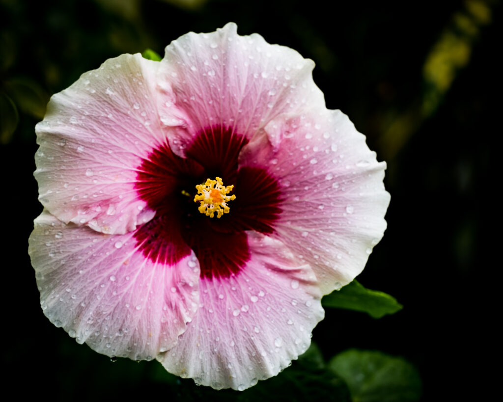Stunning Hibiscus Flower Wallpaper with Dewdrops on Dark Background