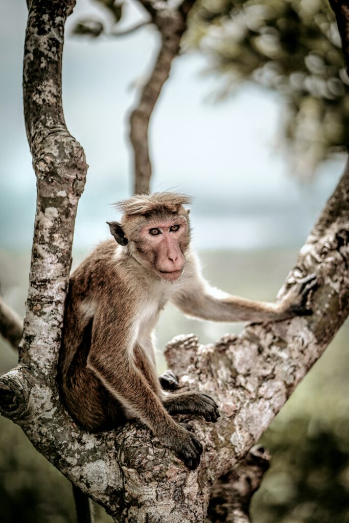Macaque Monkey on Tree Branch - Serene Wildlife Wallpaper 4000x6000