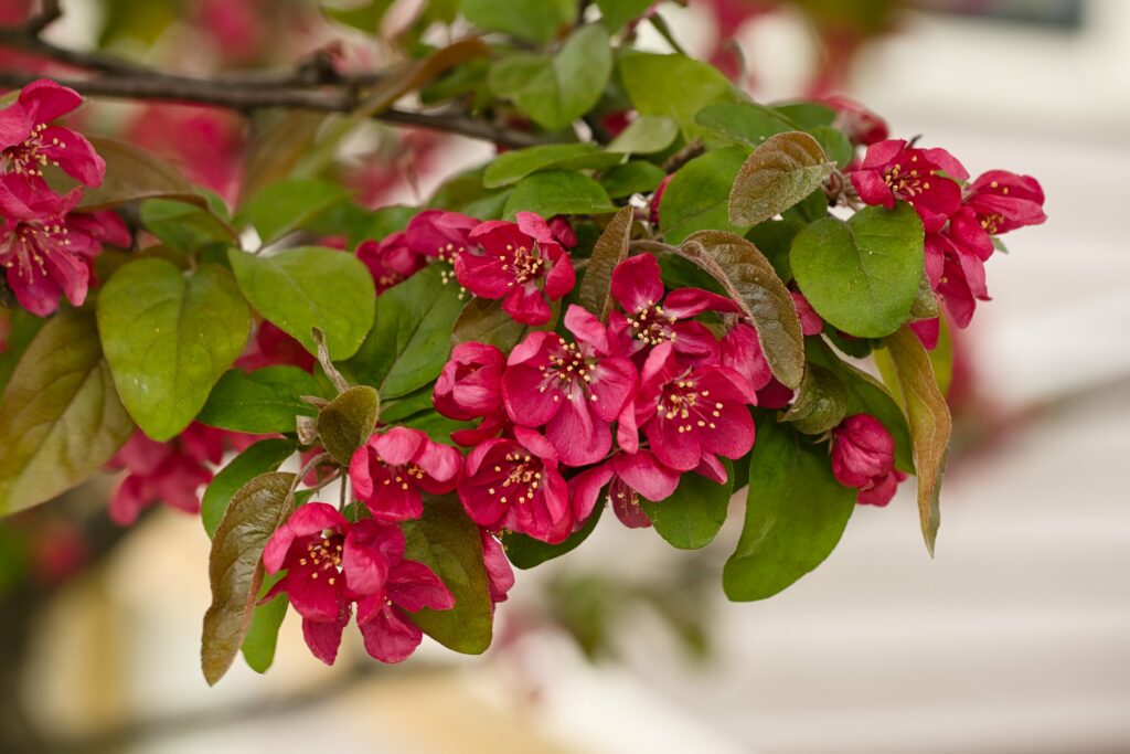 Vibrant Close-Up: Blossoming Apple Tree Branch Wallpaper