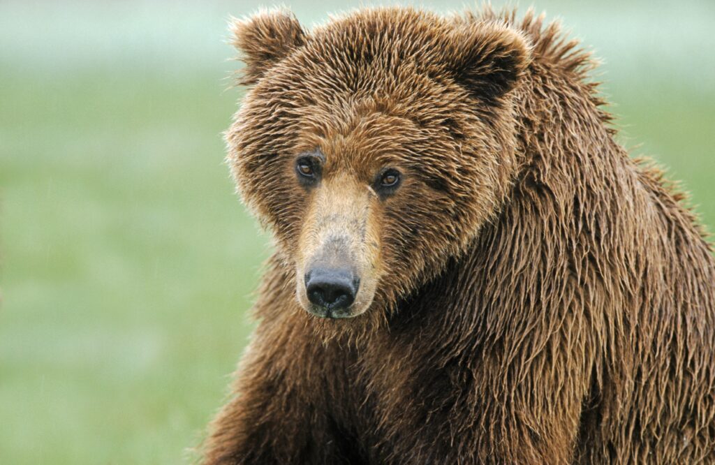 High-Res Wet Brown Bear Wallpaper - Wild Nature Beauty