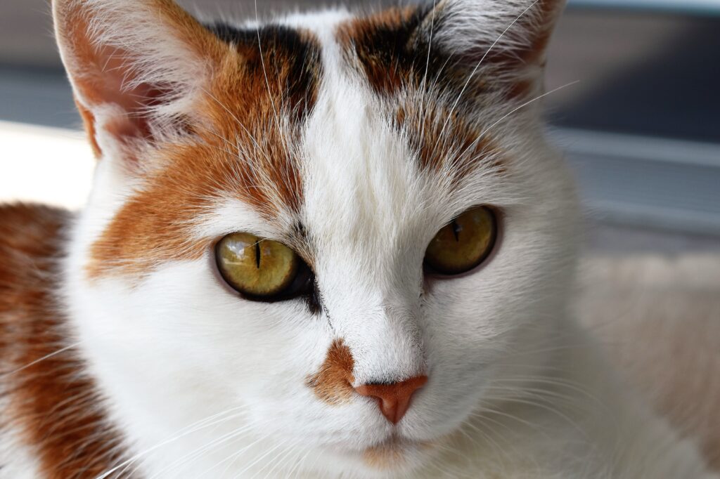 Stunning Close-Up of Spotted Cat with Golden Eyes - High-Res Wallpaper