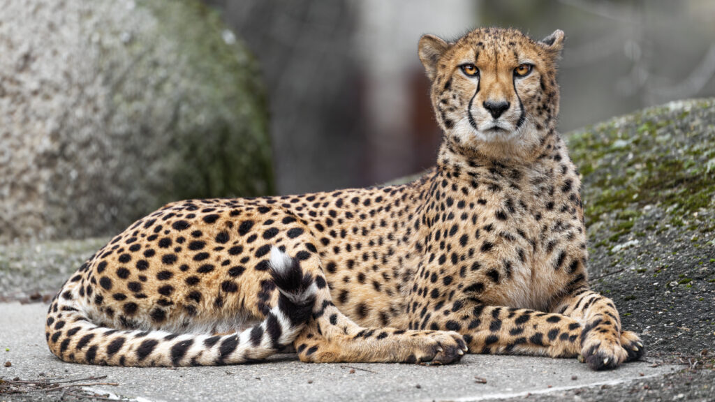 Majestic Cheetah Wallpaper: High-Resolution Big Cat in Soft Background