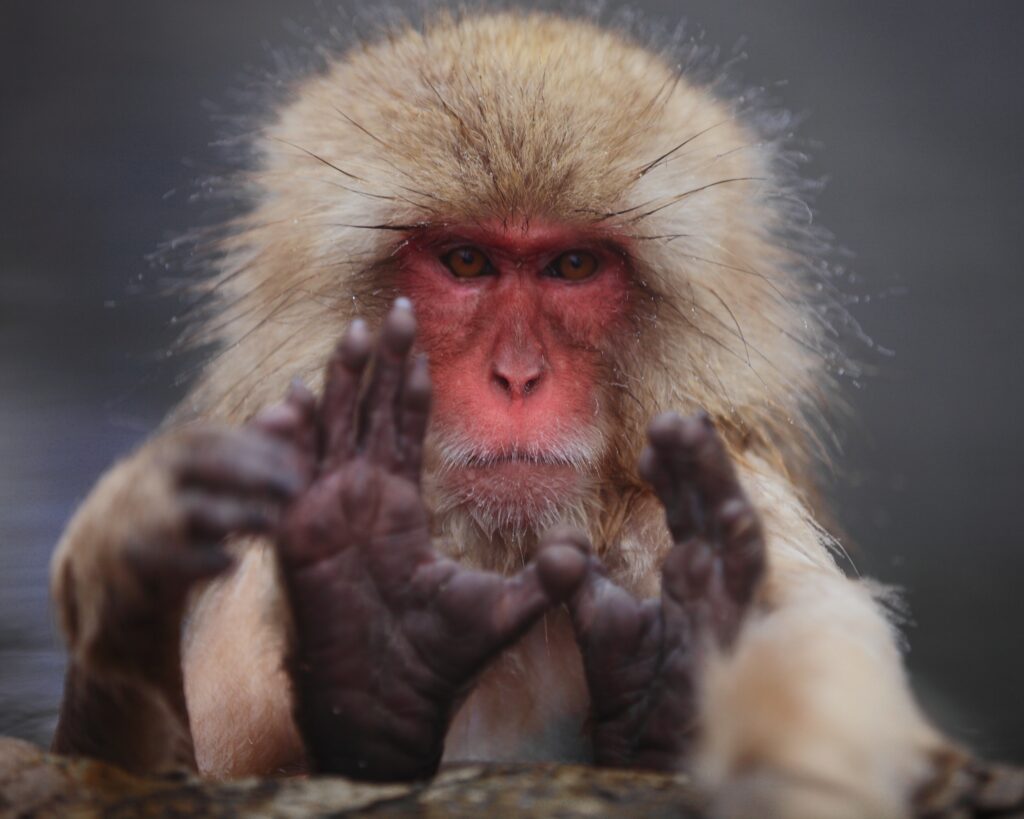 Captivating Close-Up of a Japanese Macaque Wallpaper - Snow Monkey