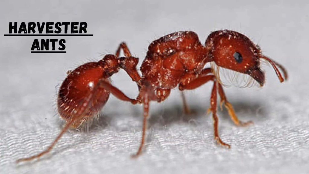 Closeup high-resolution macro of reddish-brown Harvester Ant showing detailed textured exoskeleton Wallpaper
