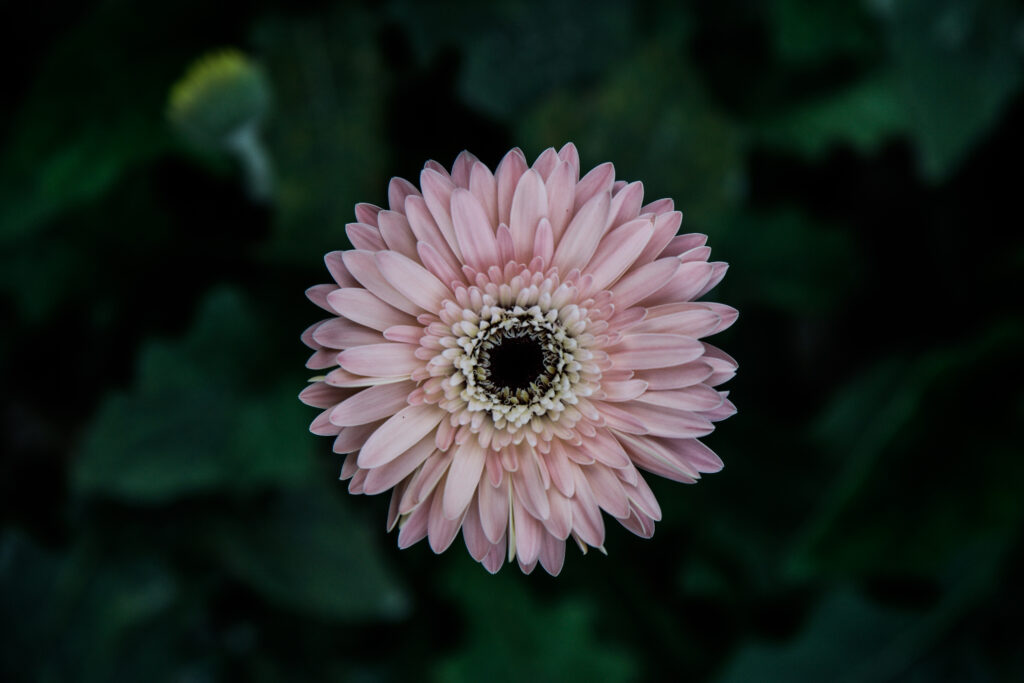 High-Resolution Pink Aster Flower Wallpaper with Soft Green Background