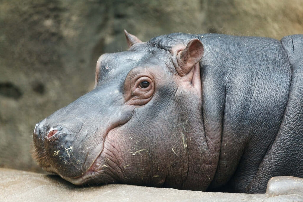 Massive Hippopotamus Resting: A Gentle Giant in Serene Background Wallpaper