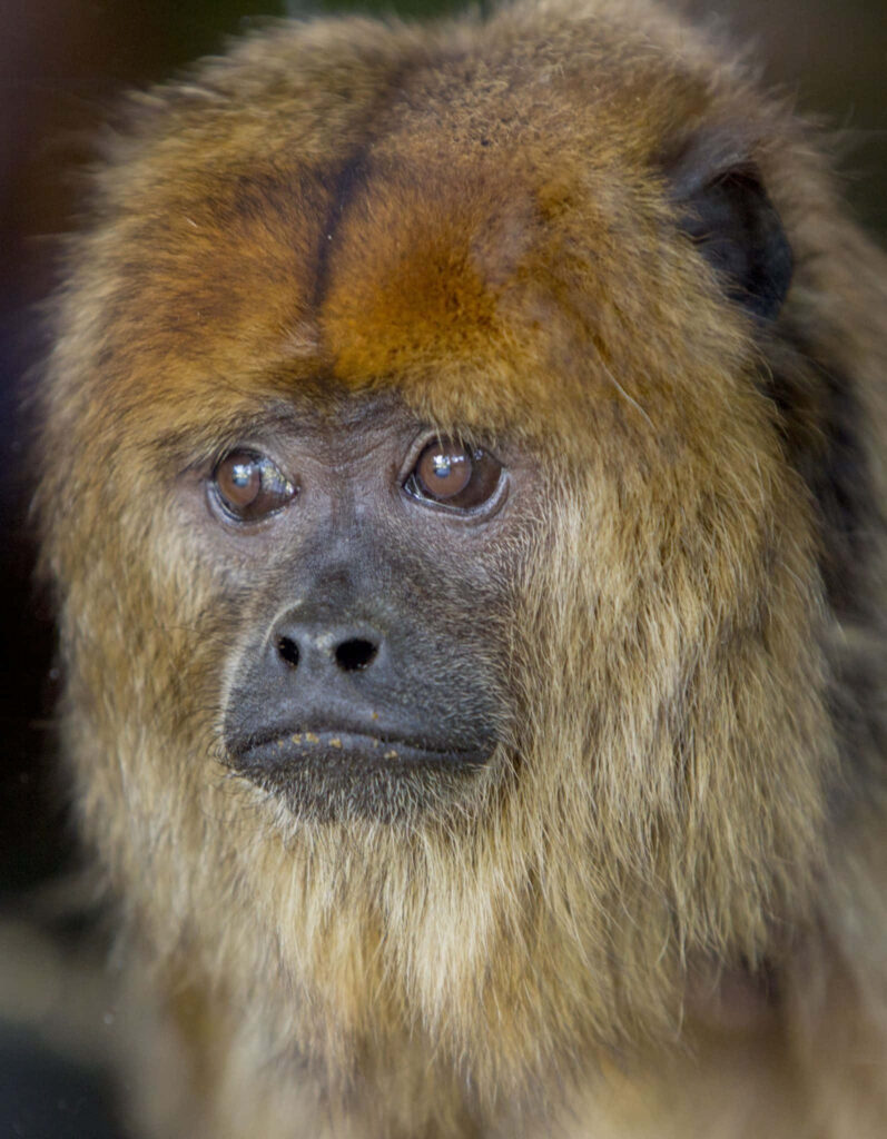 Stunning Howler Monkey Portrait: Expressive Eyes & Textured Fur Wallpaper