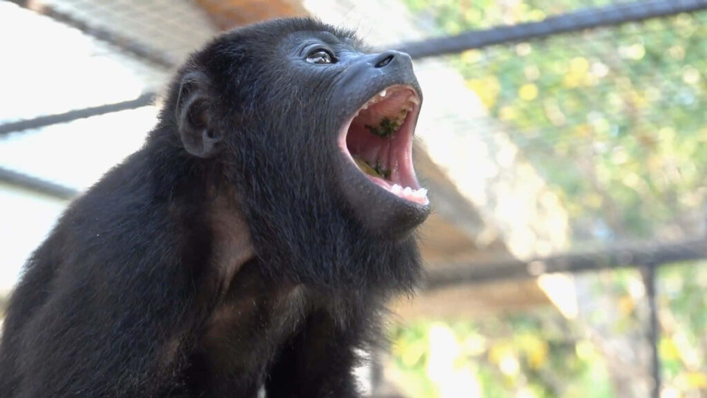 Howler Monkey Wallpaper: Mid-Call Expression & Vibrant Background