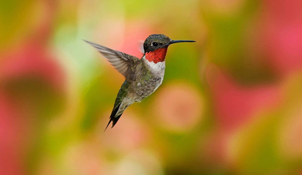 Vibrant Hummingbird Close-Up with Lush Green and Pink Background Wallpaper