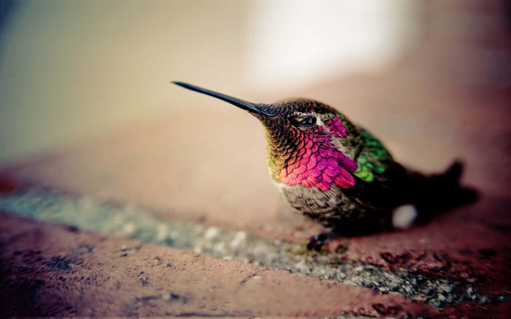 Vibrant Hummingbird Close-Up: Stunning Plumage with Earthy Background Wallpaper