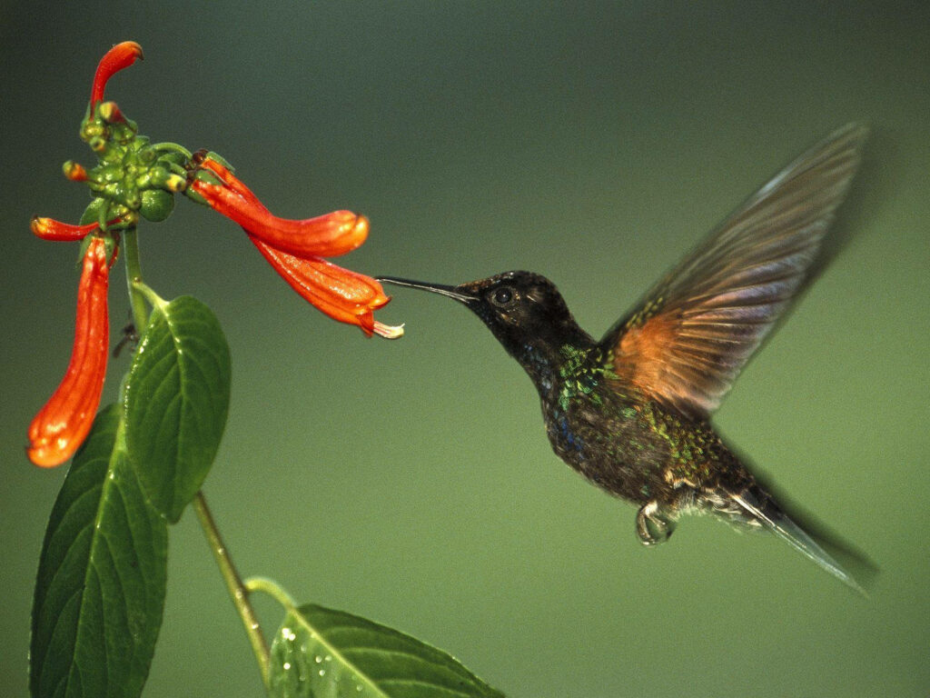 Stunning Hummingbird Close-Up HD Wallpaper - Vibrant Flowers & Green