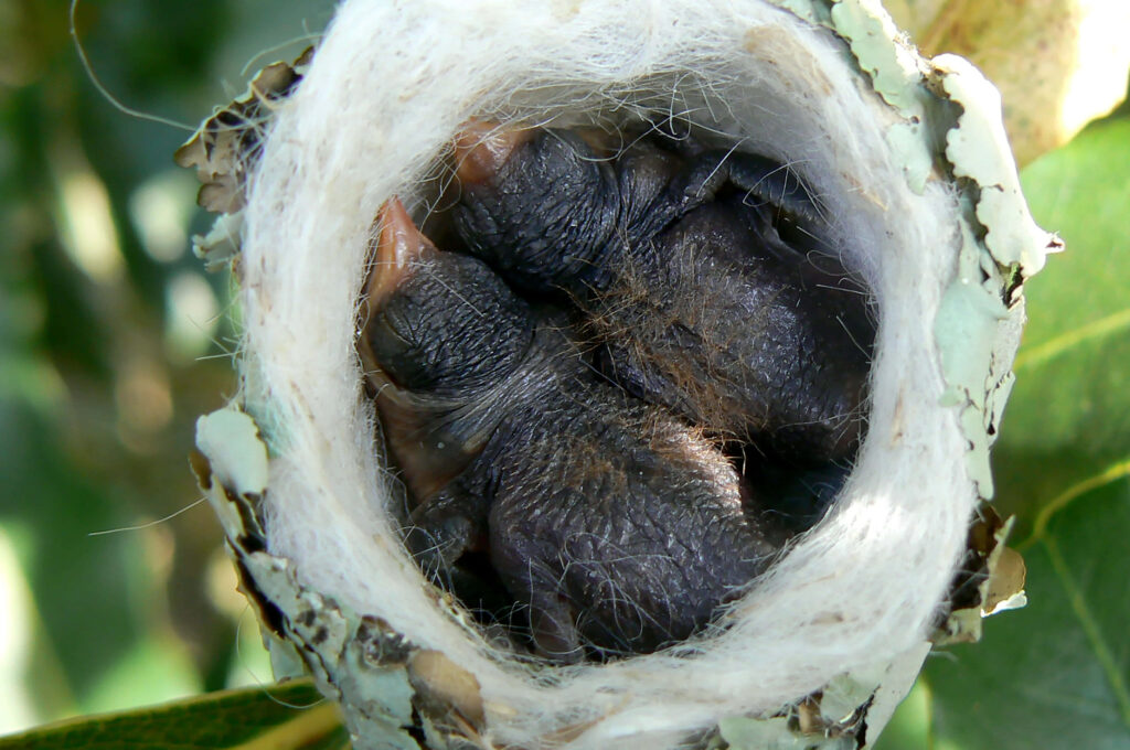 Close-Up of a Cozy Hummingbird Nest with Baby Birds: Nature's Art Wallpaper