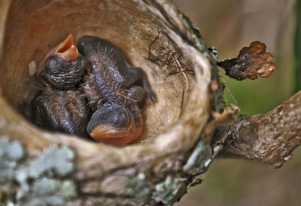 Delicate Hummingbird Nest with Newly Hatched Chicks - Nature's Beauty Wallpaper