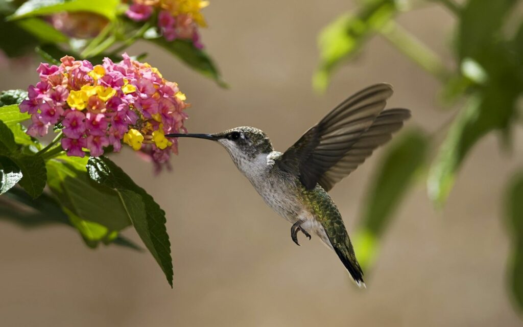 Stunning Hummingbird Wallpaper: Vibrant Flowers & Sunny Background