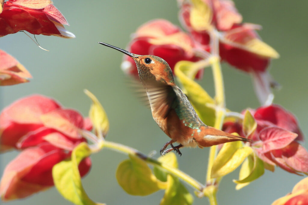 Vibrant Hummingbird Wallpaper: Bright Flowers & Nature's Beauty