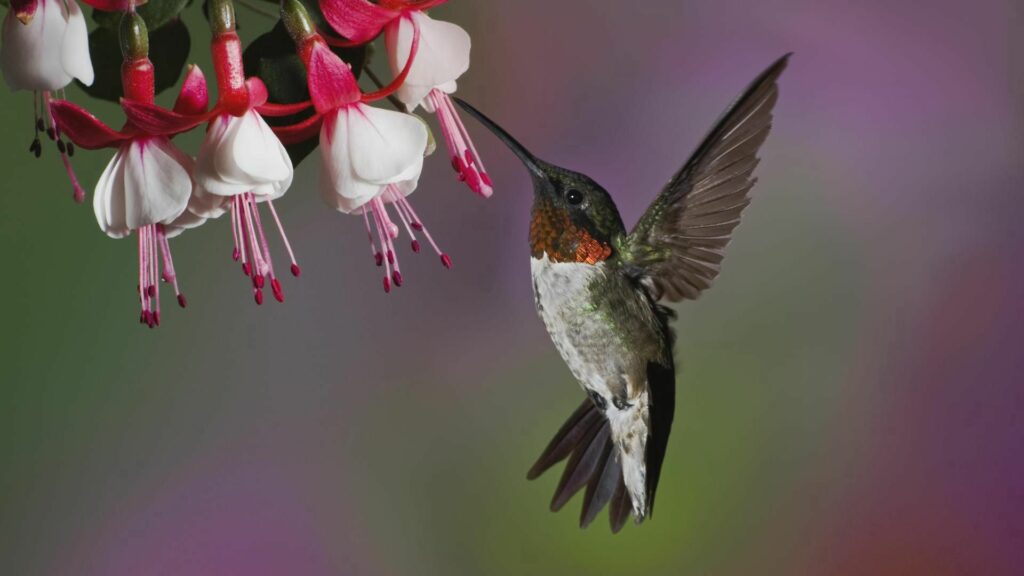 Vibrant Hummingbird Wallpaper: Grace in Mid-Flight Against Flowers