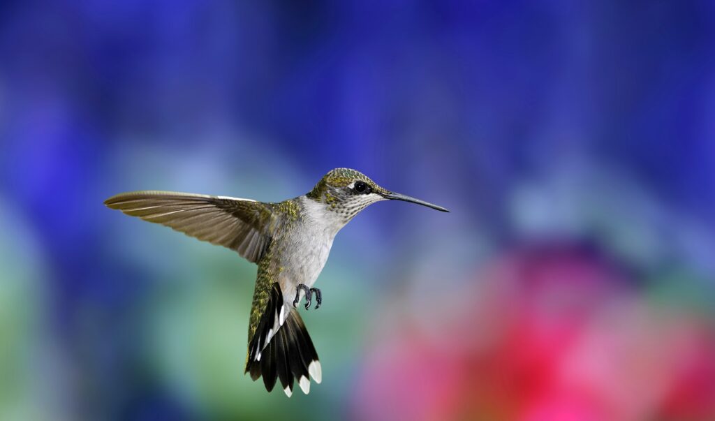 Stunning Hummingbird Wallpaper: Vibrant Mid-Flight Capture