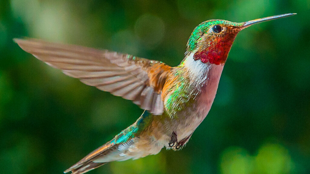 Stunning Hummingbird Close-Up: Vibrant Nature Wallpaper