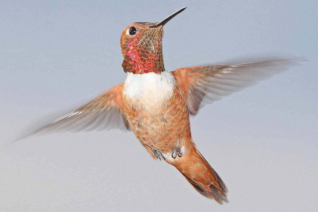 Stunning Hummingbird Wallpaper: Iridescent Beauty in Flight