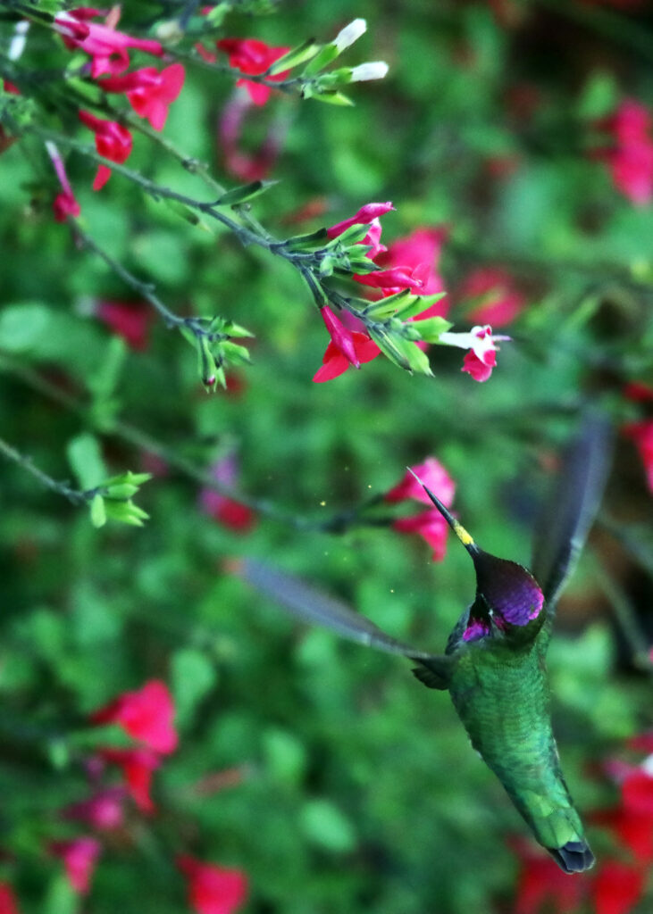 Vibrant Hummingbird Wallpaper: Iridescent Feathers & Floral Beauty