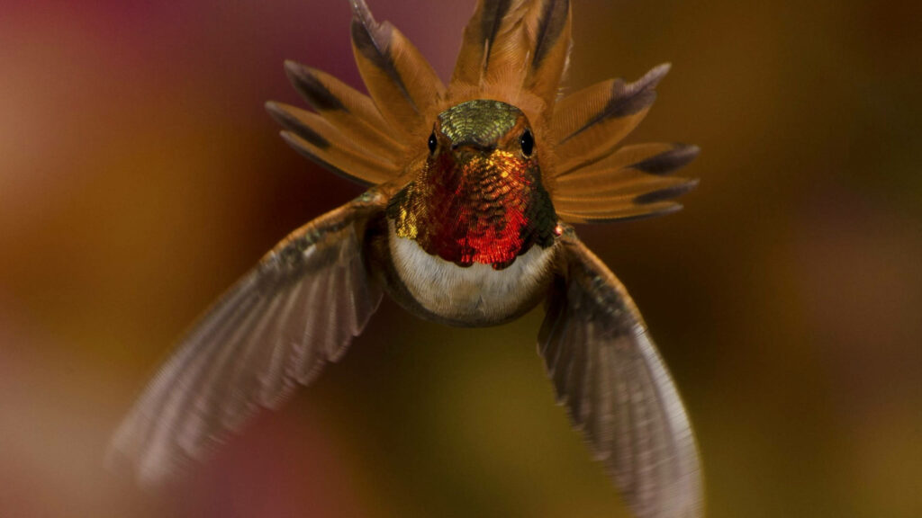 Stunning Hummingbird Wallpaper: Iridescent Flight in Nature