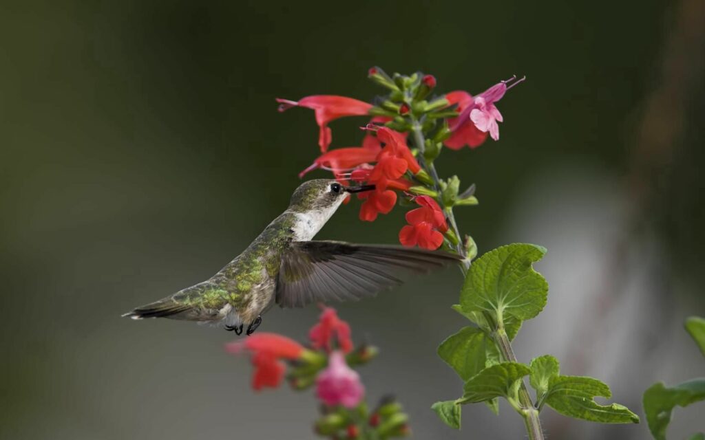 Stunning Hummingbird Macro Wallpaper – Nature's Colorful Delight