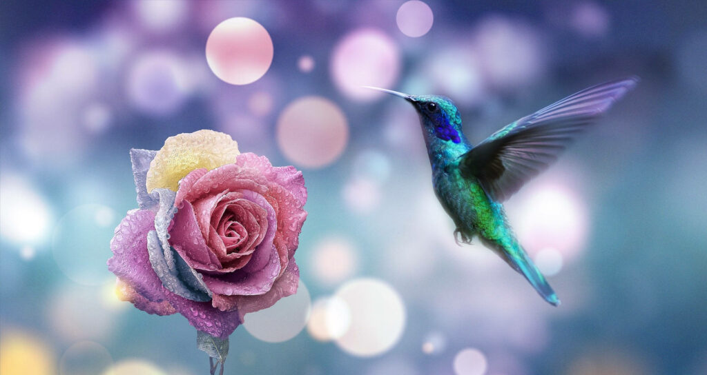 Stunning Hummingbird Wallpaper: Vibrant Rose & Soft Bokeh Background