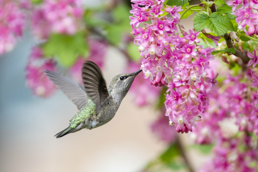 Vibrant Hummingbird Wallpaper: Iridescent Feathers & Pink Flowers