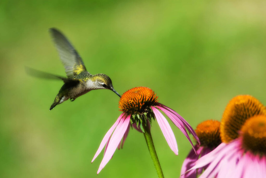 Vibrant Hummingbird Over Pink Coneflower in Lush Green Background Wallpaper