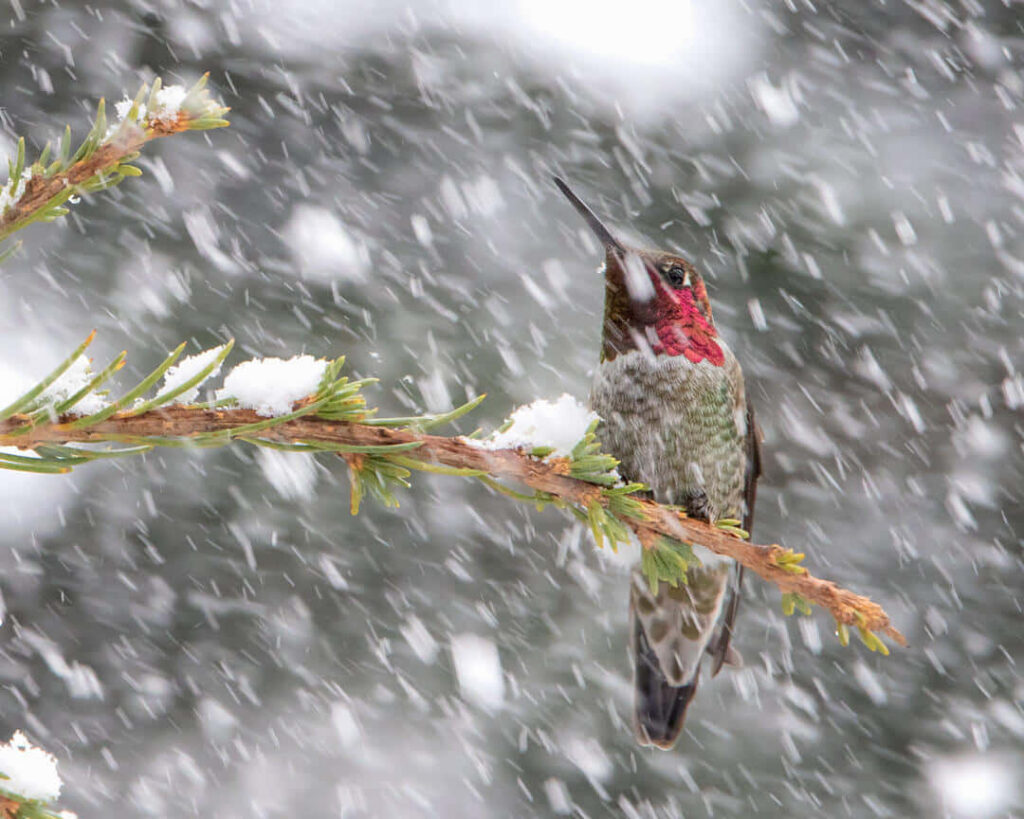 Vibrant Hummingbird on Snowy Branch - Serene Winter Wallpaper