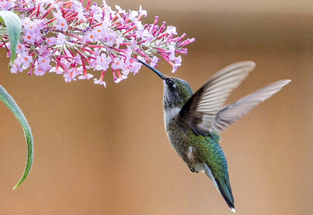 Vibrant Hummingbird Feeds on Pink Blossoms - Enchanting Wallpaper