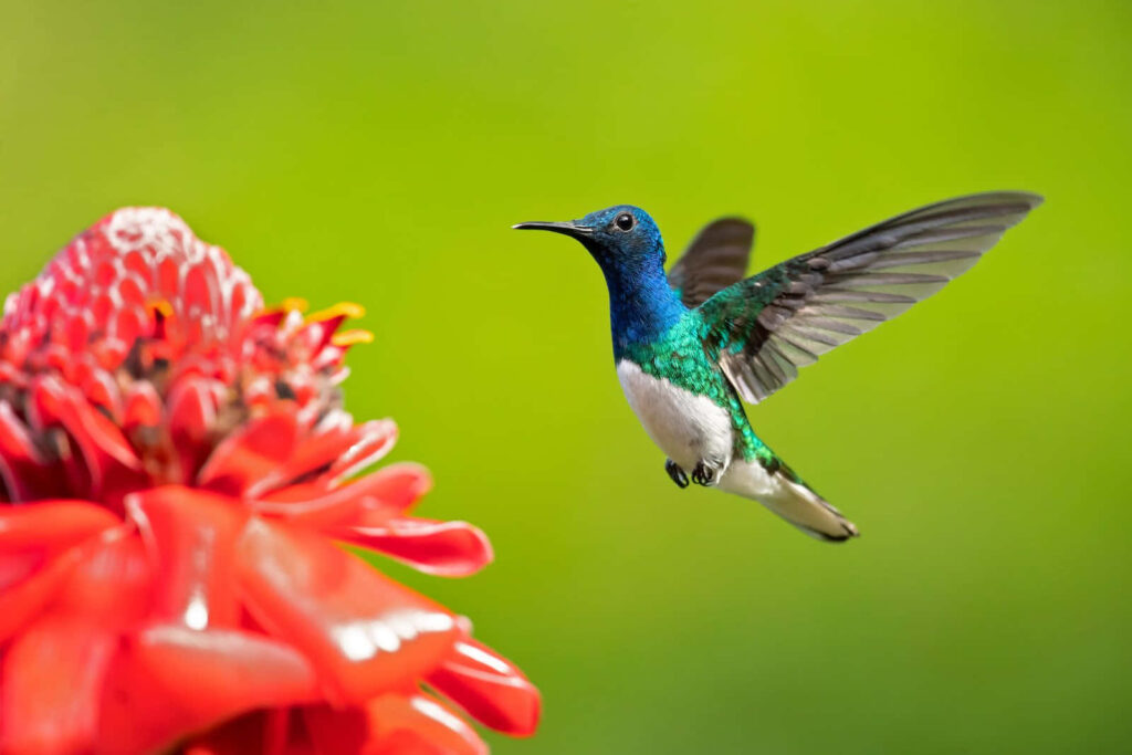 Graceful Hummingbird and Vibrant Red Flower in Lush Green Background Wallpaper