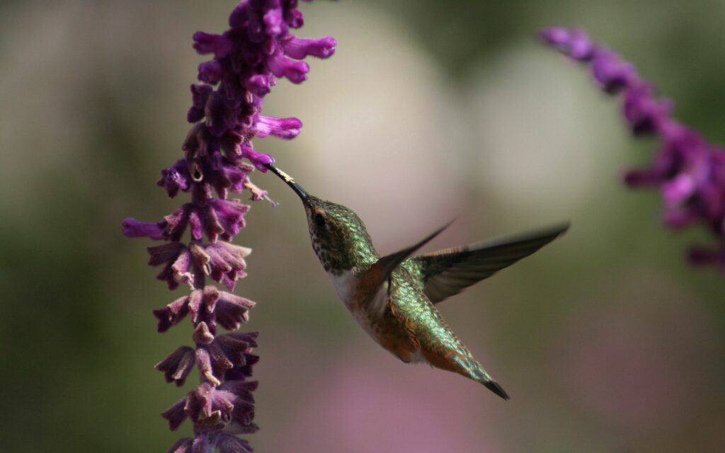 Vibrant Hummingbird Feeding on Purple Flowers - Stunning 1920x1200 Background Wallpaper
