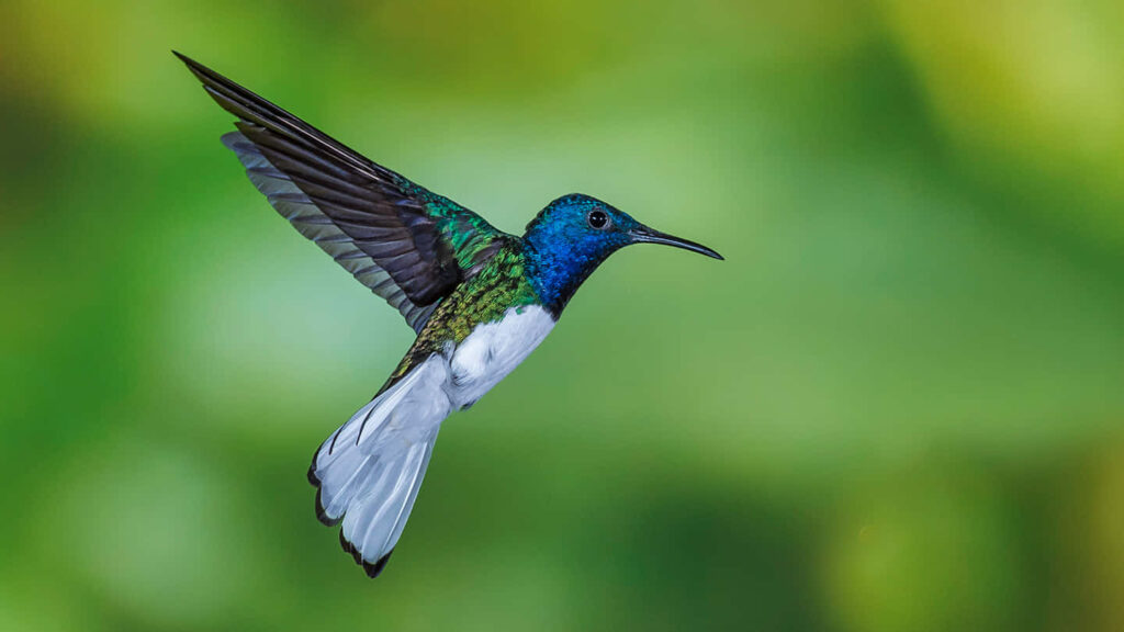 Stunning Hummingbird Wallpaper: Iridescent Feathers & Green Background