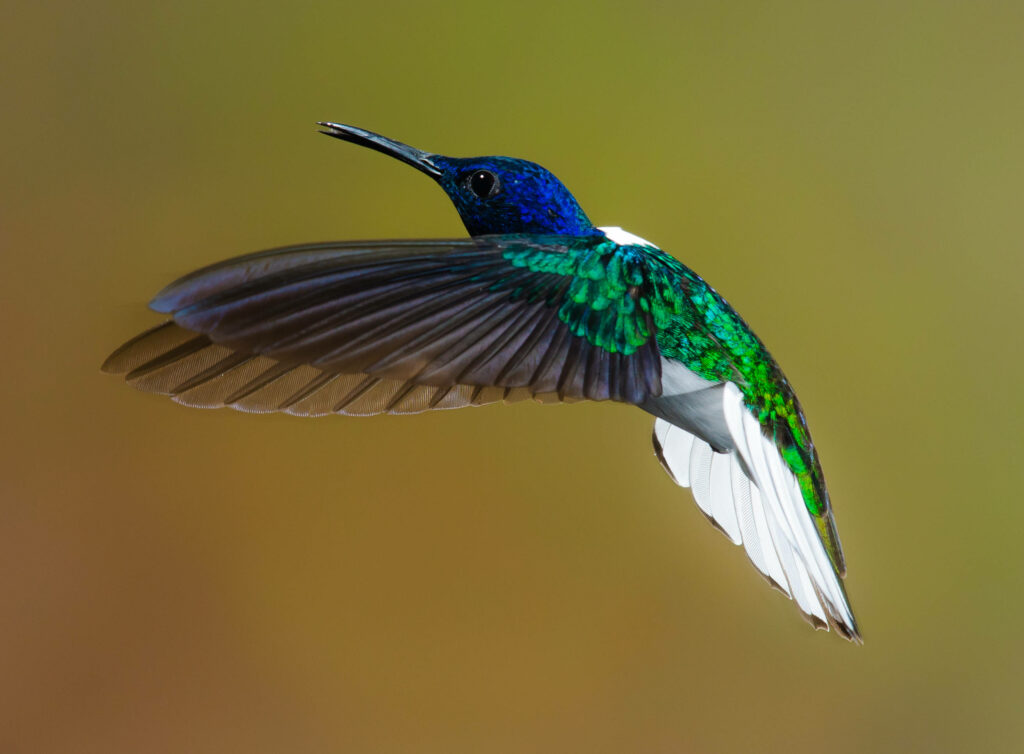 Stunning Hummingbird Wallpaper: Vibrant Blue & Green in Motion