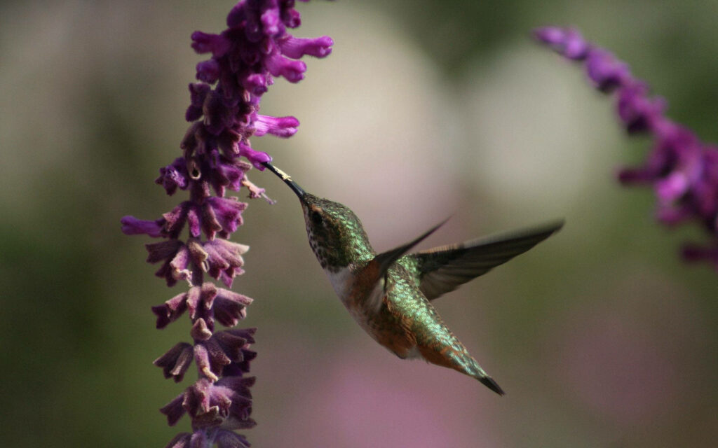 Stunning Hummingbird Feeding on Deep Purple Flowers - Soft Background Wallpaper