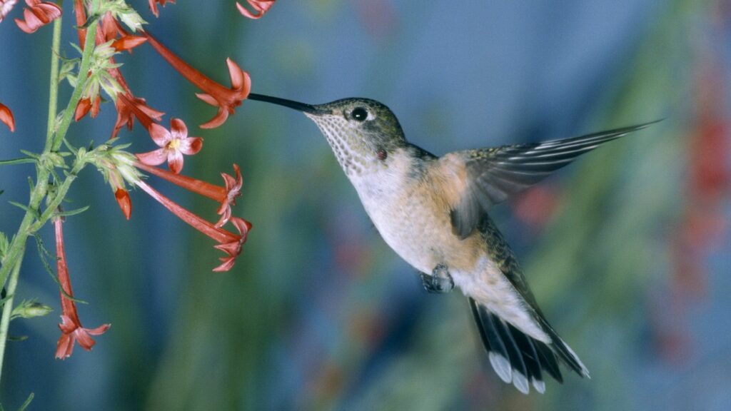 Stunning Hummingbird Wallpaper | Vibrant Flowers & Soft Background