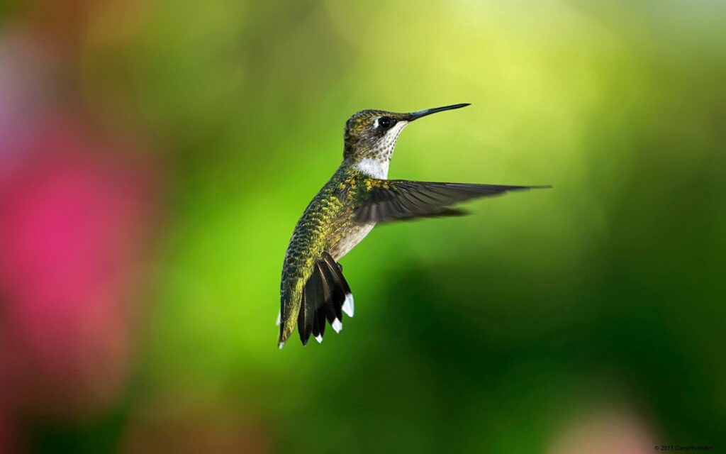 Vivid Hummingbird Wallpaper: 2560x1600 Flight Against Colorful Background