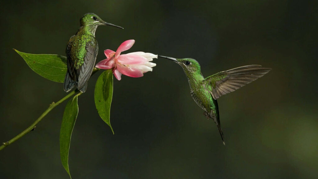 Vibrant Hummingbird Wallpaper: Nature's Delicate Beauty Background