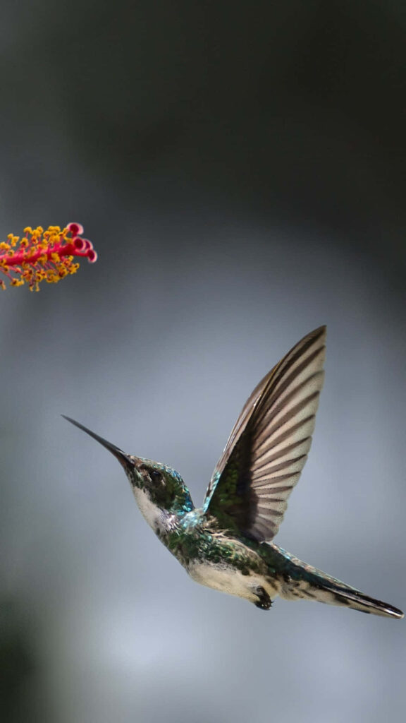 Stunning iPhone Wallpaper: Hummingbird in Flight Near Red Flower
